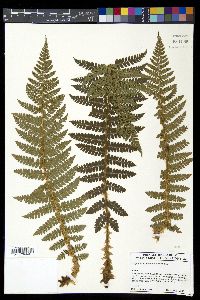 Polystichum braunii image