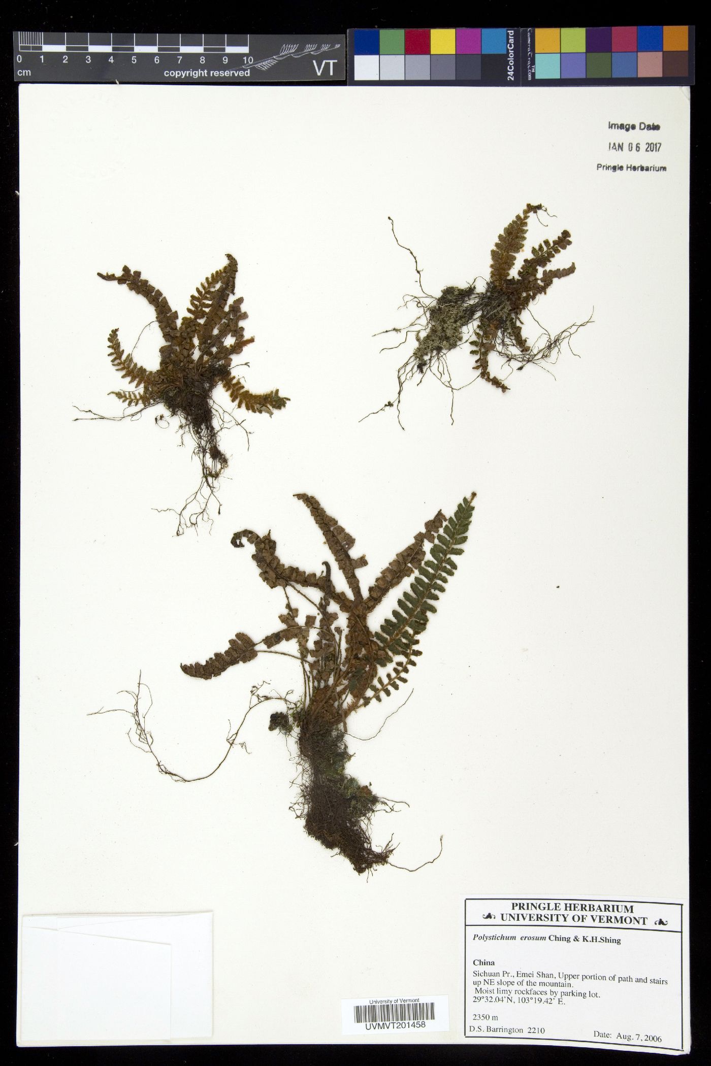 Polystichum erosum image