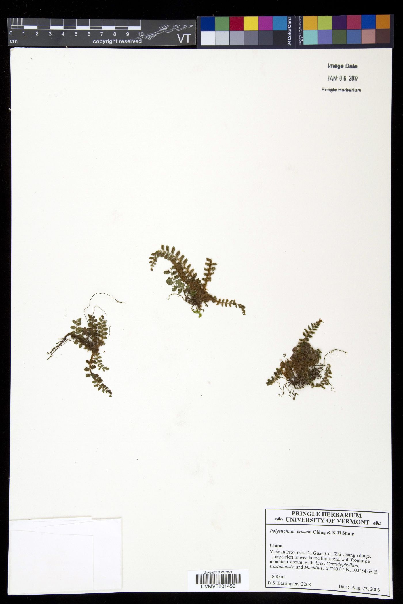 Polystichum erosum image