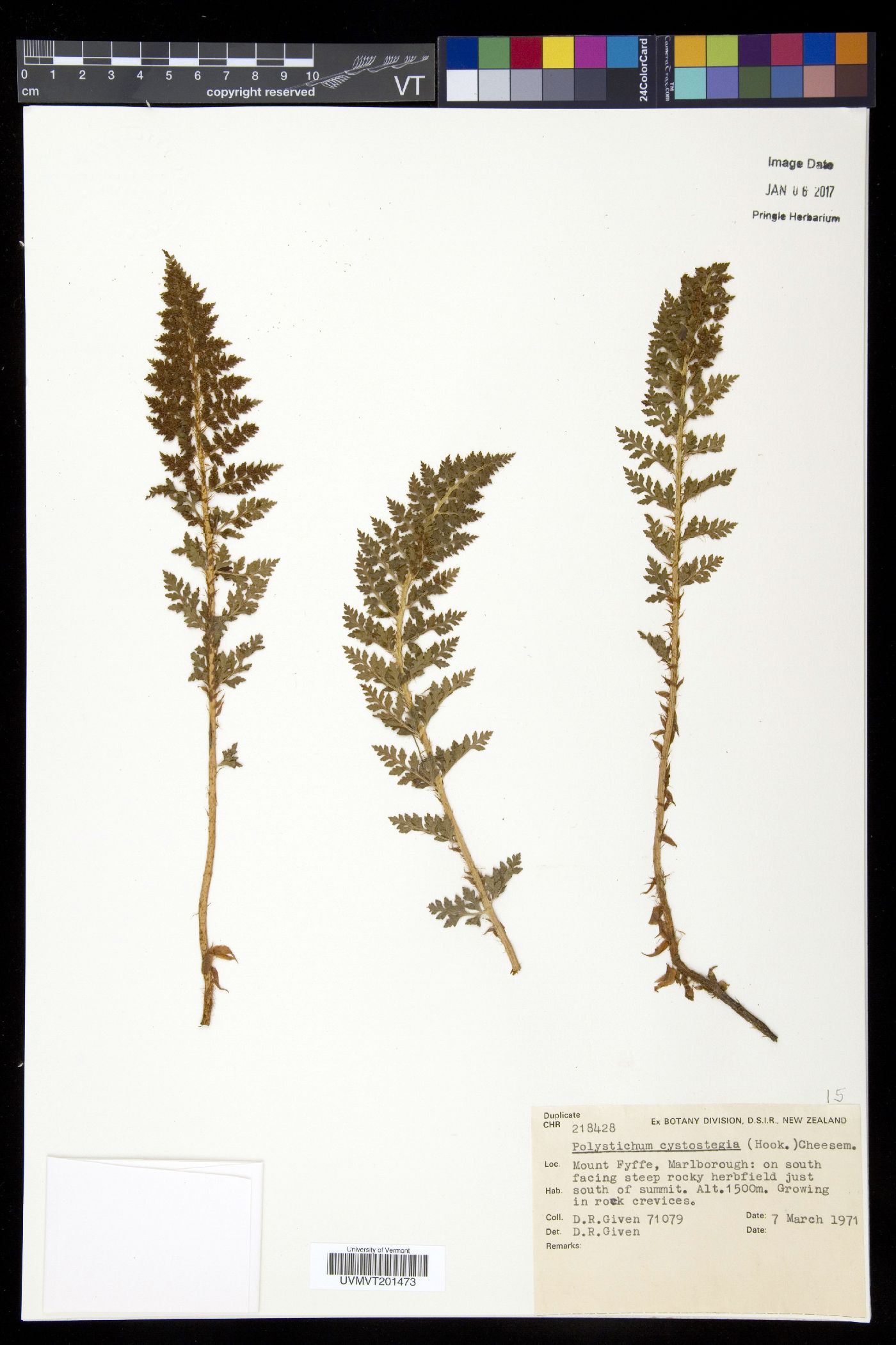 Polystichum cystostegia image