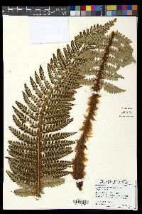 Polystichum hillebrandii image