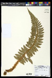 Polystichum hillebrandii image