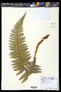 Polystichum hillebrandii image