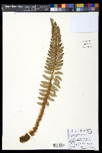 Polystichum hillebrandii image