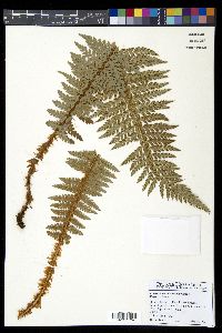 Polystichum hillebrandii image