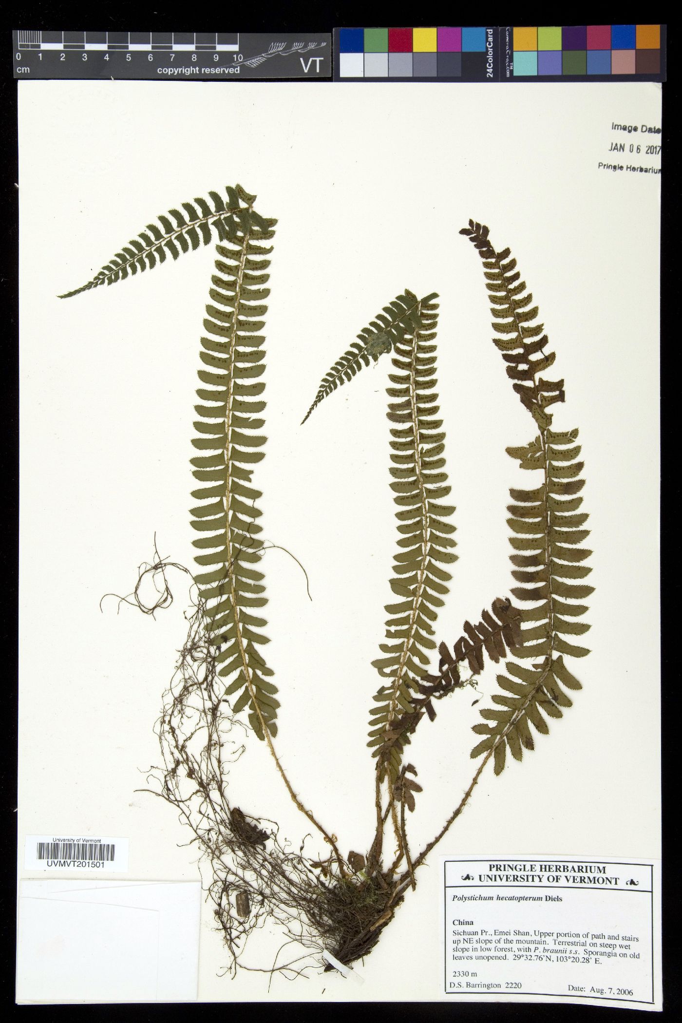 Polystichum hecatopterum image