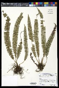 Polystichum hecatopterum image