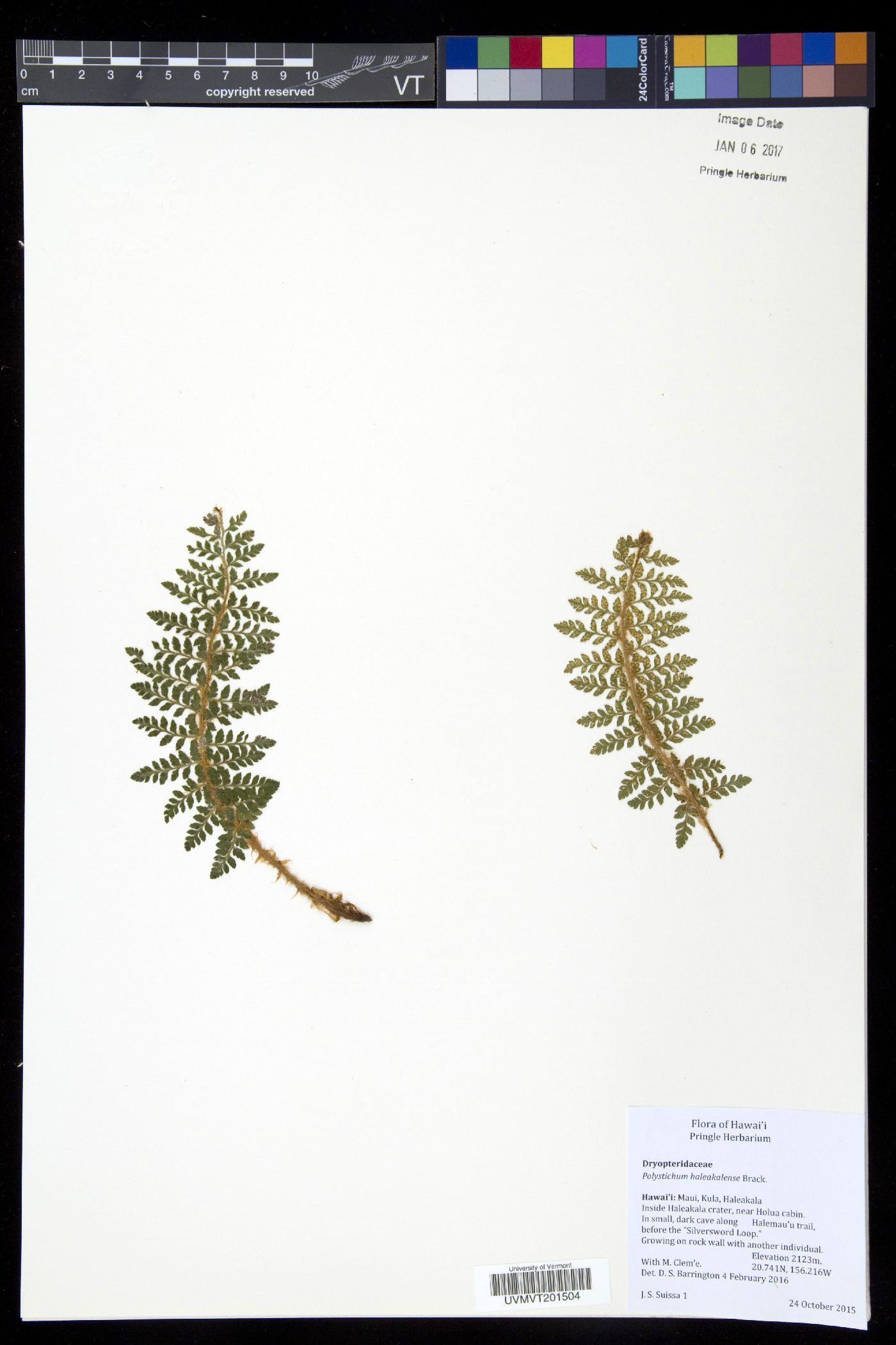 Polystichum haleakalense image