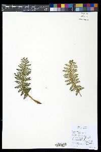 Polystichum haleakalense image