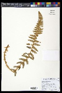 Polystichum haleakalense image