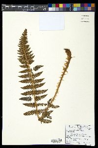 Polystichum haleakalense image