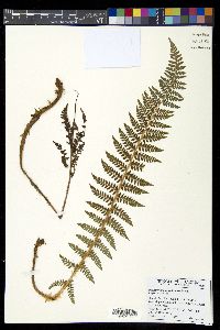 Polystichum haleakalense image