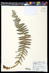 Polystichum haleakalense image