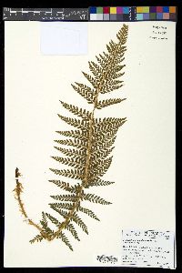 Polystichum haleakalense image