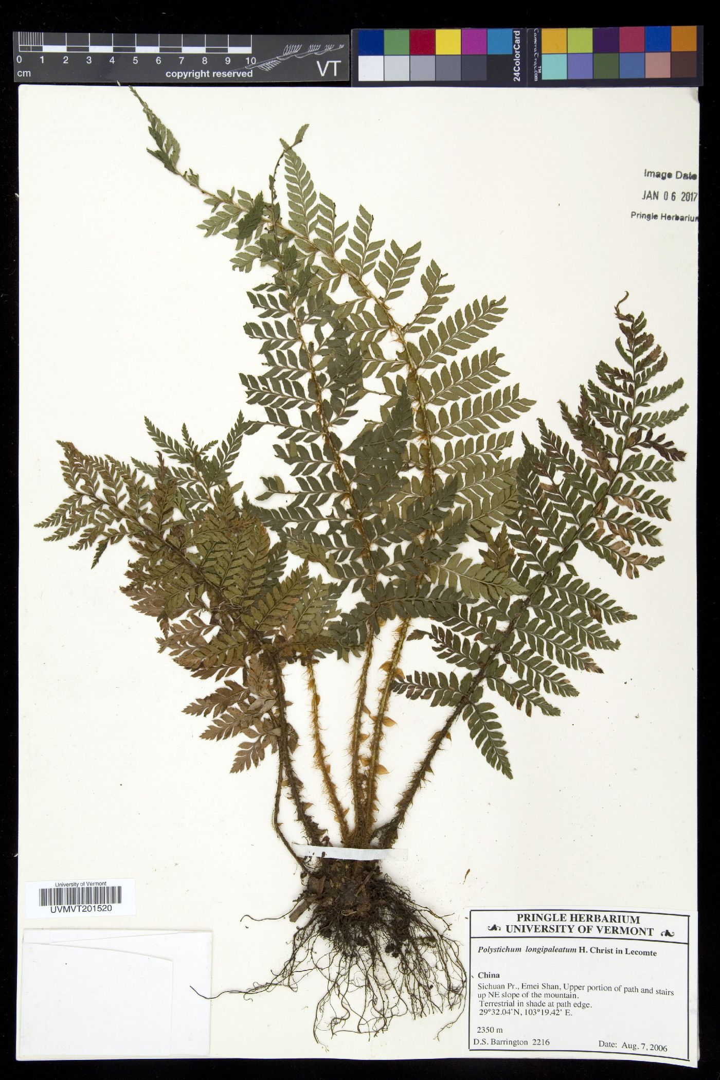 Polystichum longipaleatum image