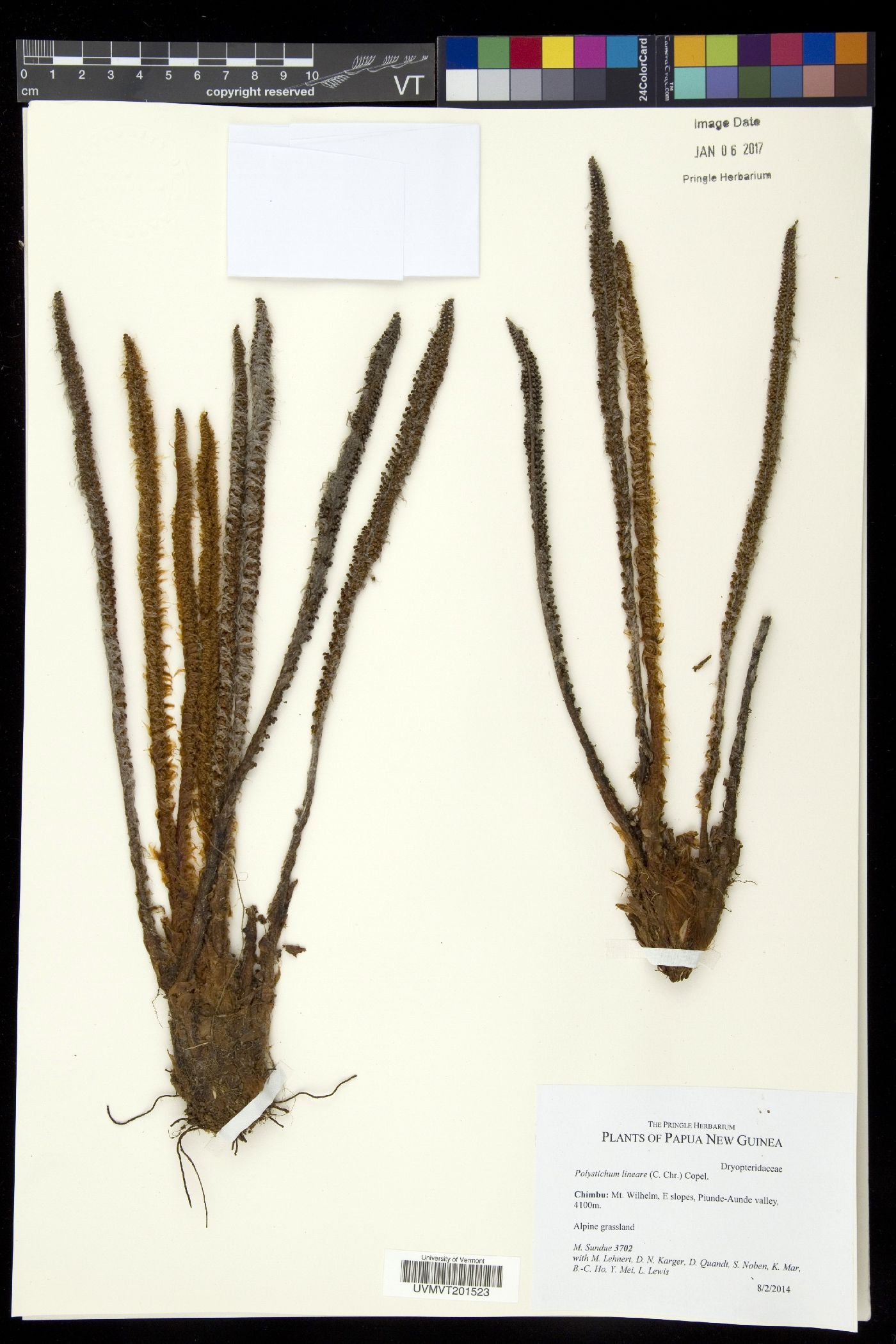 Polystichum lineare image