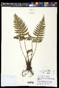 Polystichum piceopaleaceum image