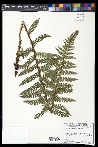 Polystichum piceopaleaceum image