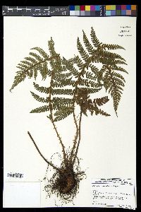 Polystichum piceopaleaceum image