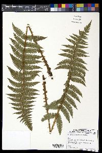 Polystichum piceopaleaceum image