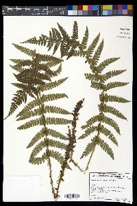 Polystichum piceopaleaceum image