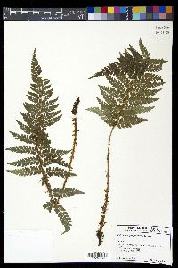 Polystichum piceopaleaceum image