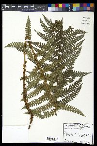 Polystichum piceopaleaceum image