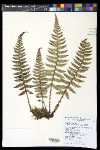 Polystichum piceopaleaceum image