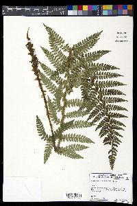 Polystichum piceopaleaceum image