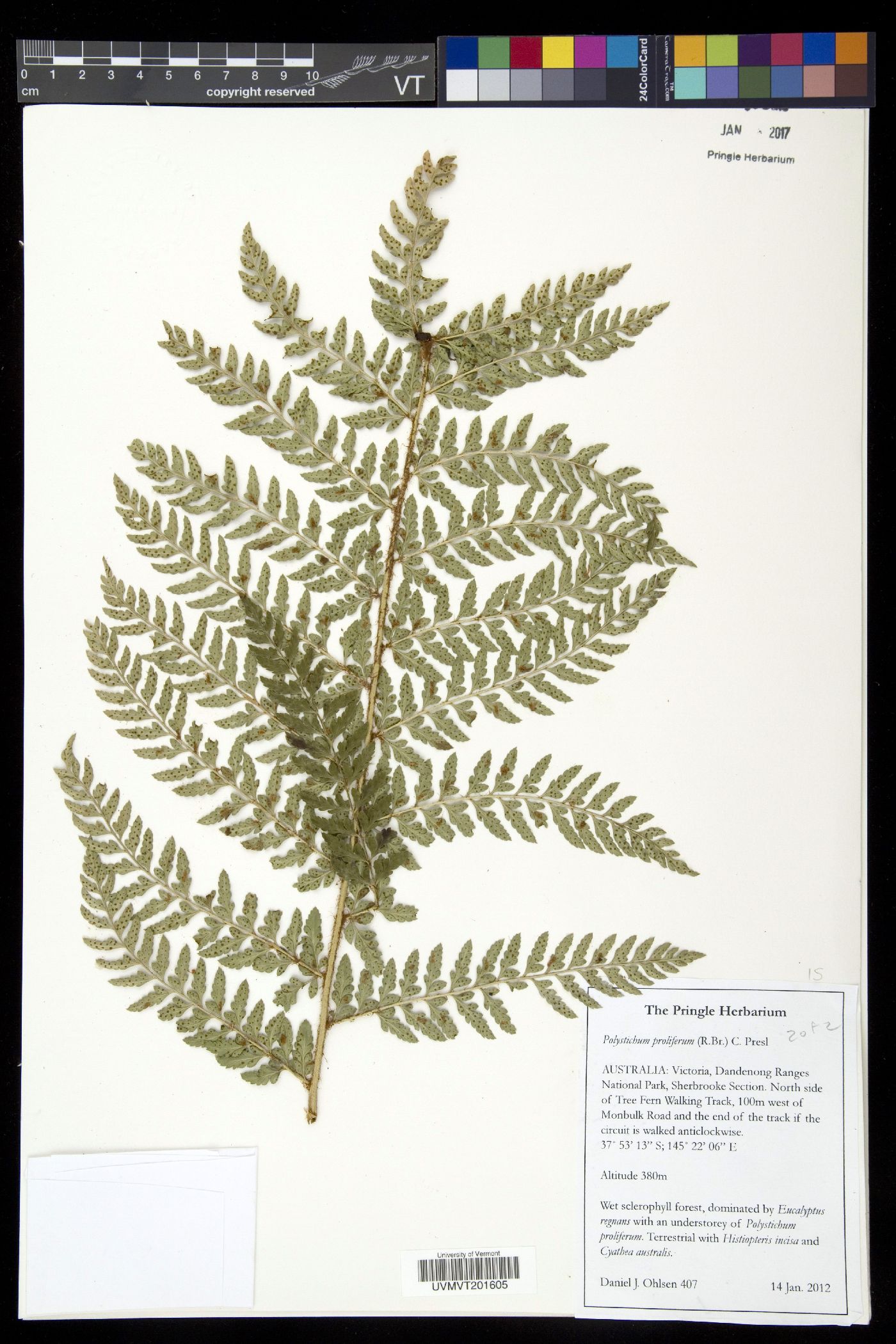 Polystichum proliferum image