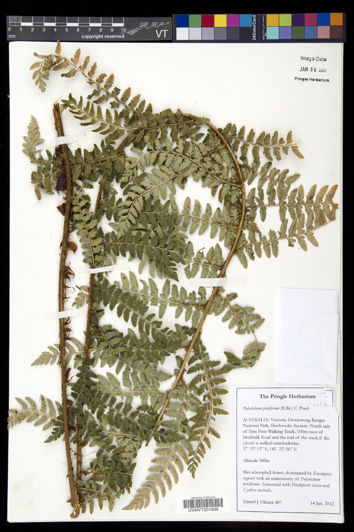 Polystichum proliferum image