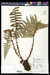 Polystichum prionolepis image