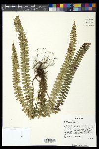 Polystichum levingei image