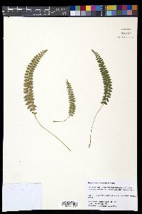 Polystichum levingei image