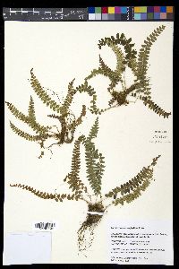 Polystichum levingei image