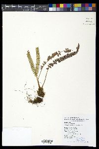 Polystichum levingei image