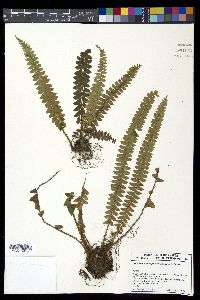 Polystichum levingei image