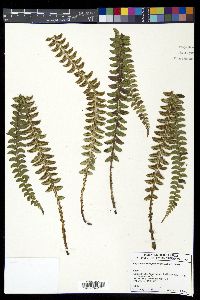 Polystichum levingei image