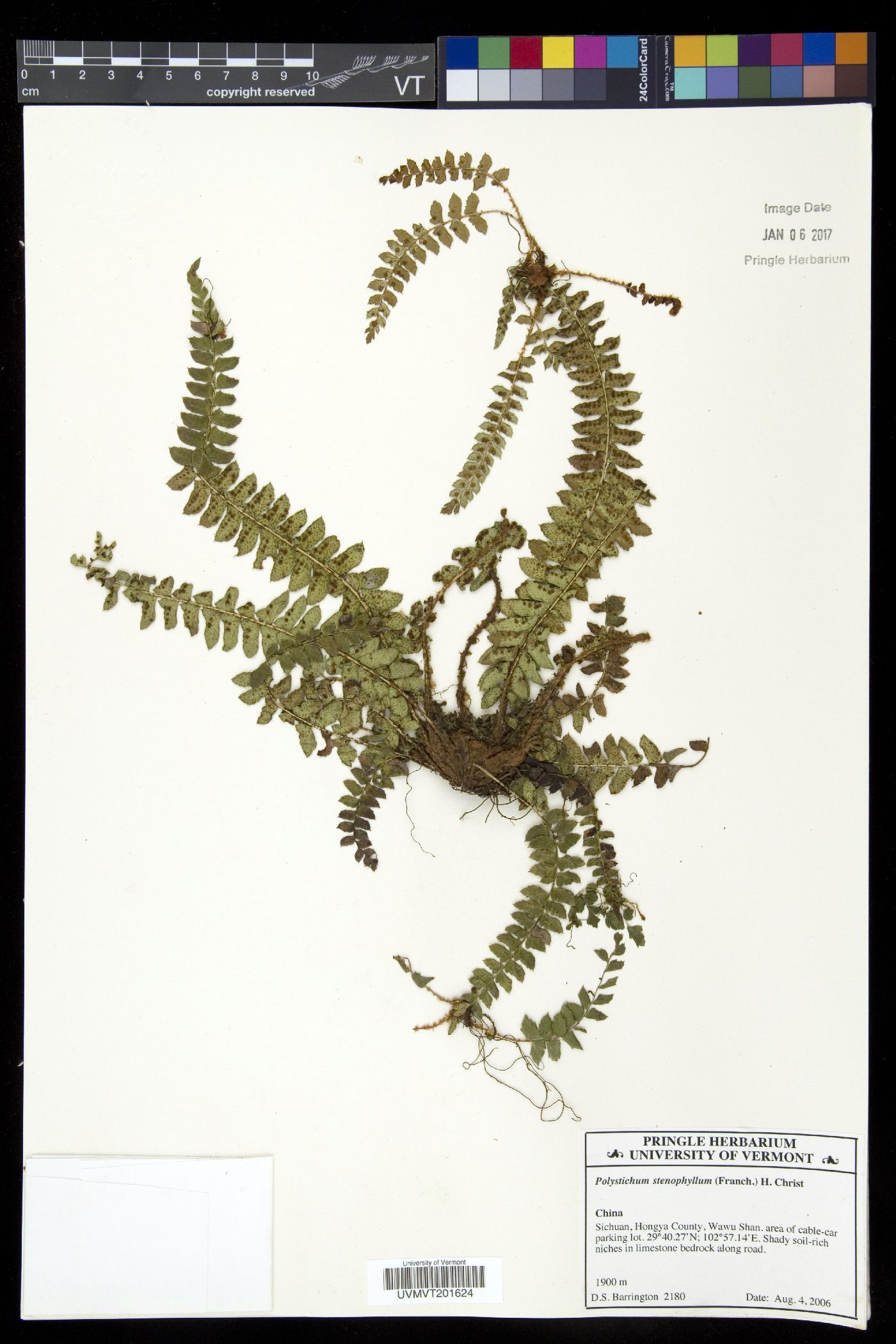 Polystichum levingei image