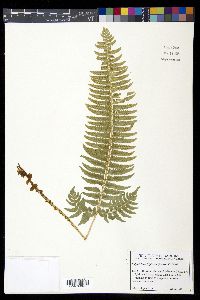 Polystichum tripteron image