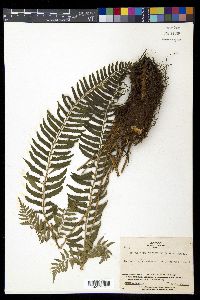 Polystichum tripteron image