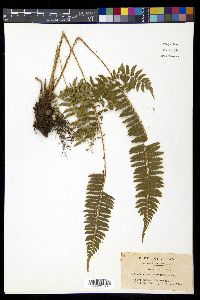 Polystichum tripteron image