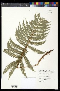 Polystichum mucronifolium image