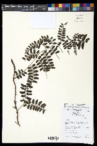 Image of Arthrobotrya articulata