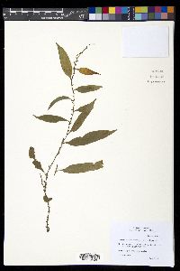 Elaphoglossum amygdalifolium image