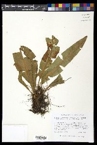 Elaphoglossum boryanum image