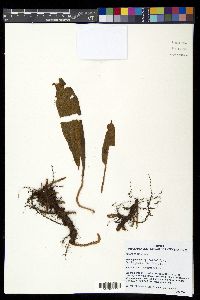 Elaphoglossum cuspidatum image