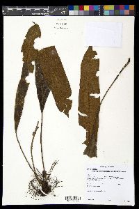 Elaphoglossum cuspidatum image