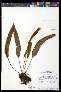 Elaphoglossum furfuraceum image