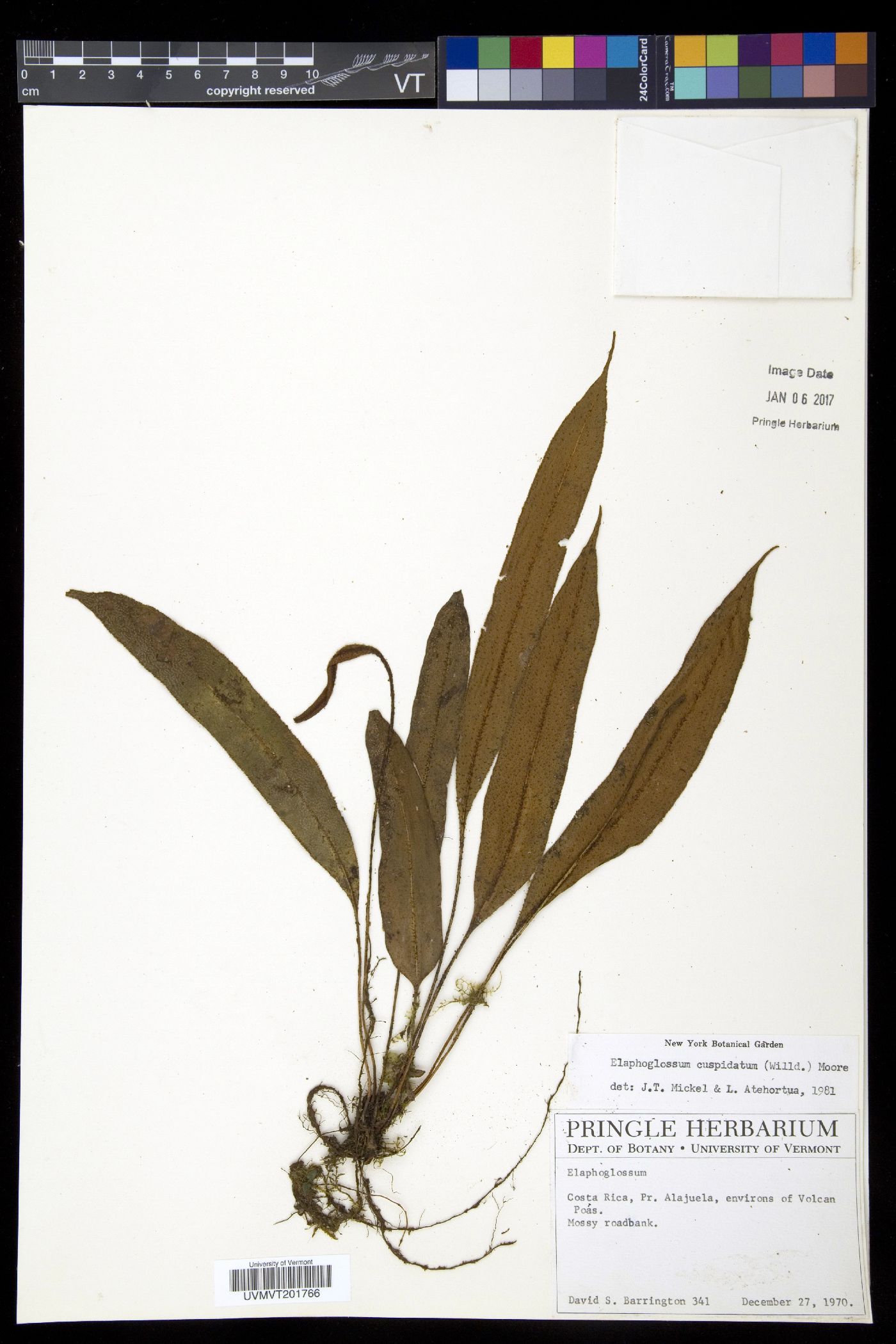 Elaphoglossum cuspidatum image